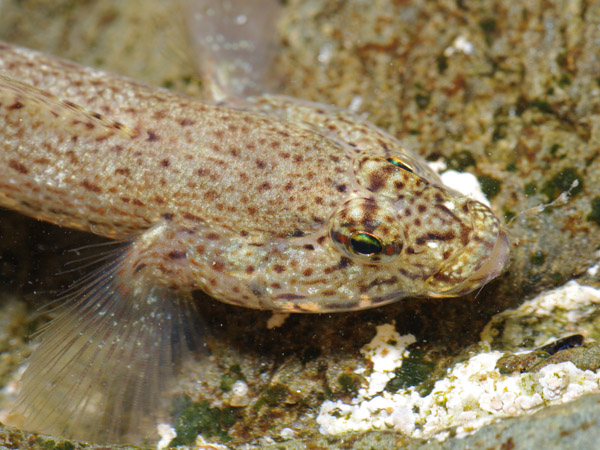 Pesce2, Mare Egeo, 06.2011 (Gobius incognitus)